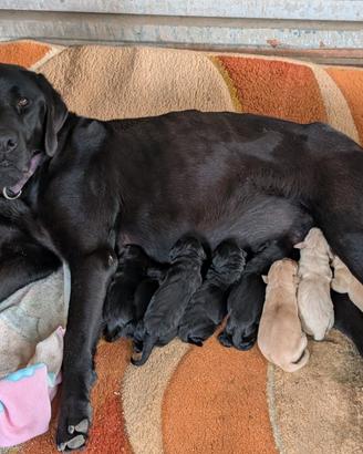 Cani Labrador originali (nero e miele)