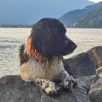 SPRINGER SPANIEL per monta