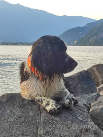 SPRINGER SPANIEL per monta