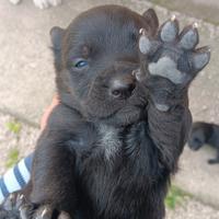 Rottvailer