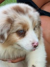 Cuccioli Australian Shepherd Red Merle