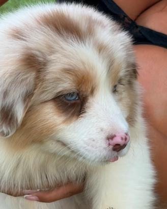 Cuccioli Australian Shepherd Red Merle