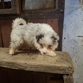 Australiano bleu merle