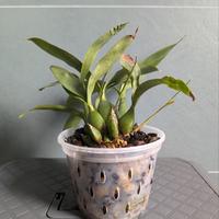 Orchidea Encyclia Jasper