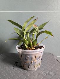 Orchidea Encyclia Jasper