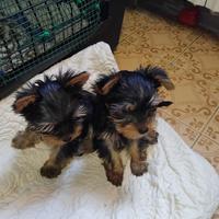 Cuccioli di Yorkshire terrier