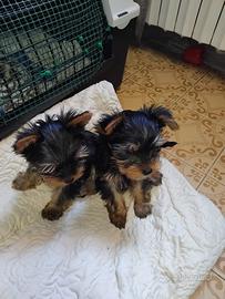 Cuccioli di Yorkshire terrier