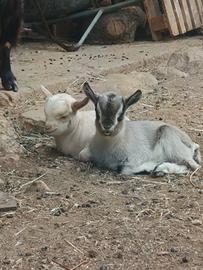 Caprette nane tibetane (maschio e femmina)