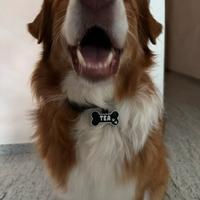 Targhetta per cane/gatto