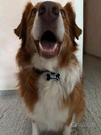 Targhetta per cane/gatto