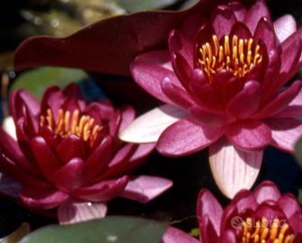 ninfee loto e acquatiche 