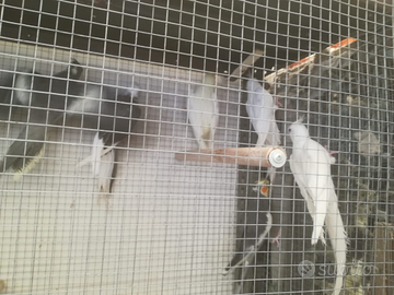 Pappagalli calopsite