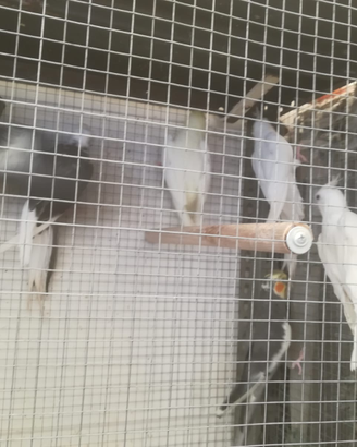 Pappagalli calopsite