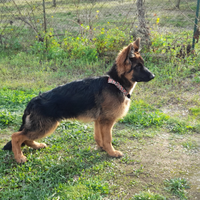 Pastore tedesco disponibile per accoppiamento