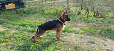 Pastore tedesco disponibile per accoppiamento