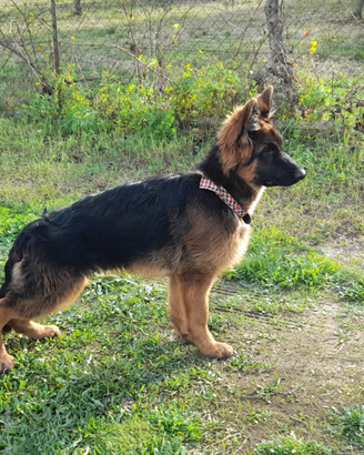 Pastore tedesco disponibile per accoppiamento