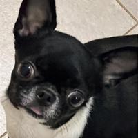 Femmina di chihuahua con pedigree