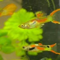 Pesci acquario "endler"