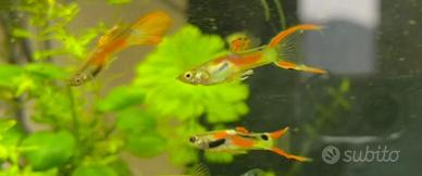 Pesci acquario "endler"