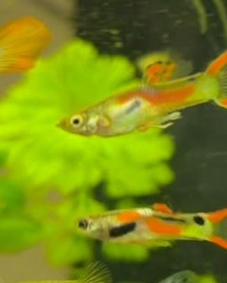Pesci acquario "endler"