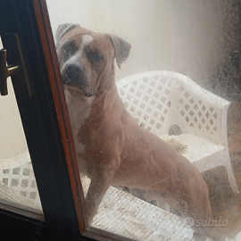 Pitbull cuccioli con pedigree