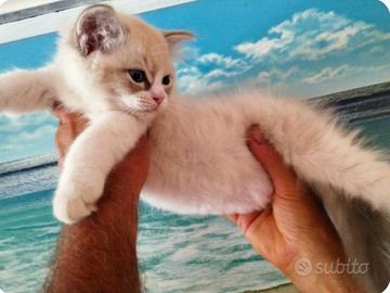 Gattina RAGDOLL da Riproduzione, PEDIGREE