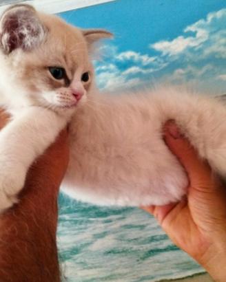 Gattina RAGDOLL da Riproduzione, PEDIGREE