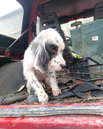 Cucciolo setter