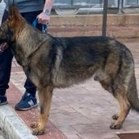 Monta Pastore tedesco grigio