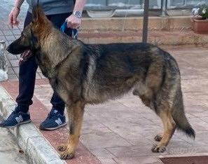 Monta Pastore tedesco grigio