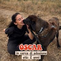 Oscar è stato abbandonato, cane simil malinois 4 y