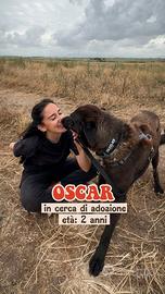 Oscar è stato abbandonato, cane simil malinois 4 y