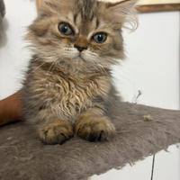 Gatto persiano cucciolo