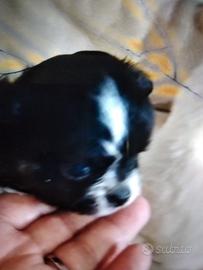 Chihuahua