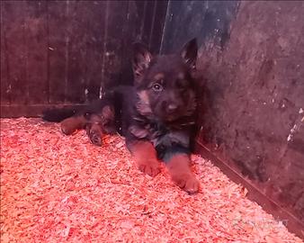 Pastore tedesco maschi con pedigree