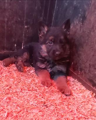 Pastore tedesco maschi con pedigree