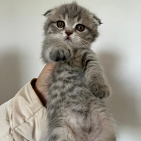 Scottish fold cucciola