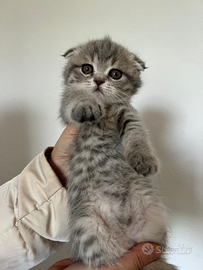 Scottish fold cucciola