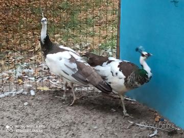 Pavoni giovani e adulti di varie razze