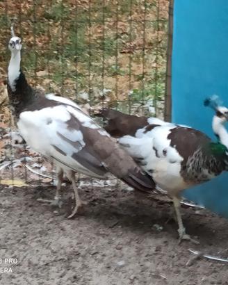 Pavoni giovani e adulti di varie razze