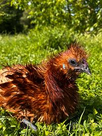 Gallo Moroseta Frizzle