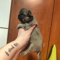 Chihuahua Pedigree ENCI