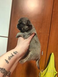 Chihuahua Pedigree ENCI