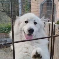 Leo dolce cucciolone di poco più di un anno