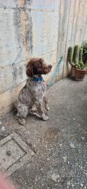 Cane da tartufo