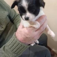 Chihuahua Toy pelo lungo e corto