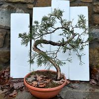 Pre Bonsai di ginepro