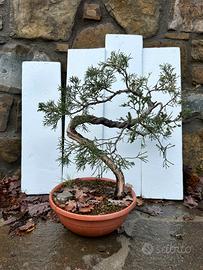 Pre Bonsai di ginepro