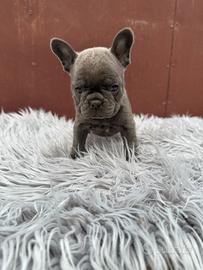 Bulldog francesi blu esotic