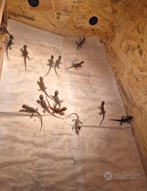 Pogona Vitticeps. drago barbuto varie morph